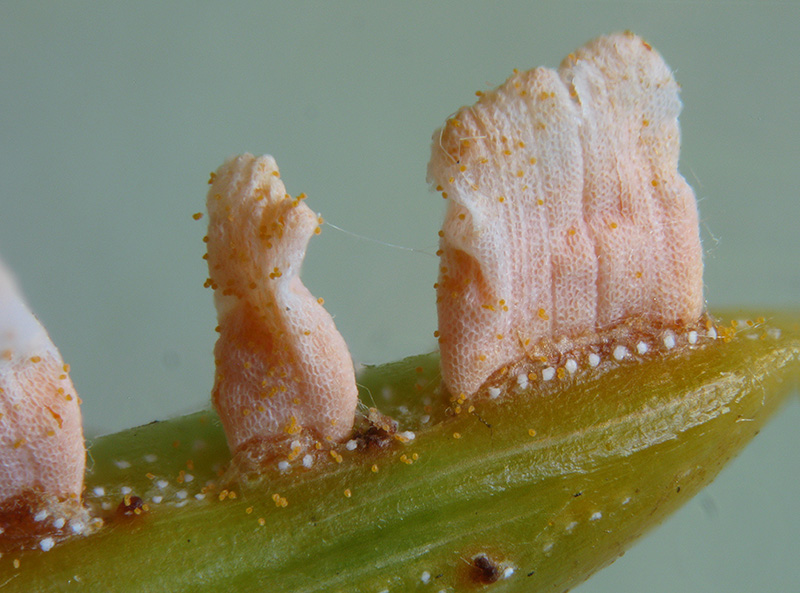 Chrysomixa rhododendri